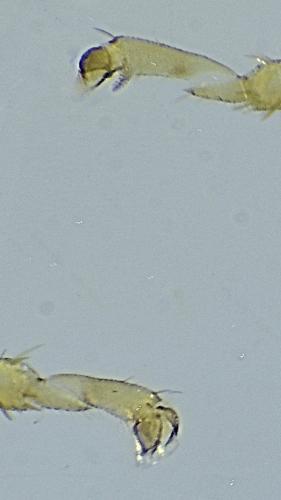 Réf. 329 507 : Streptanus sp.